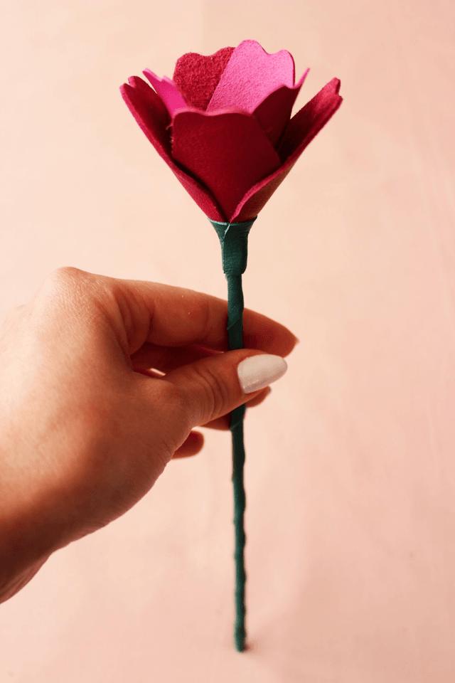 Tulipe