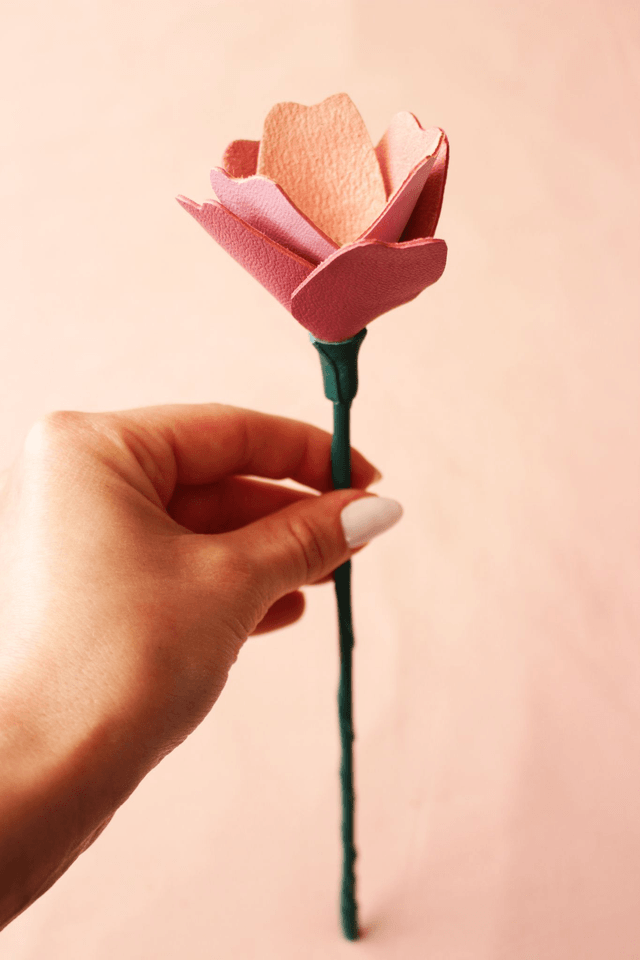 Tulipe