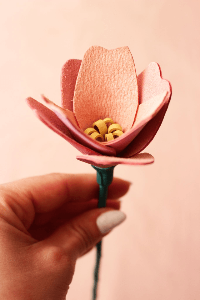 Tulipe