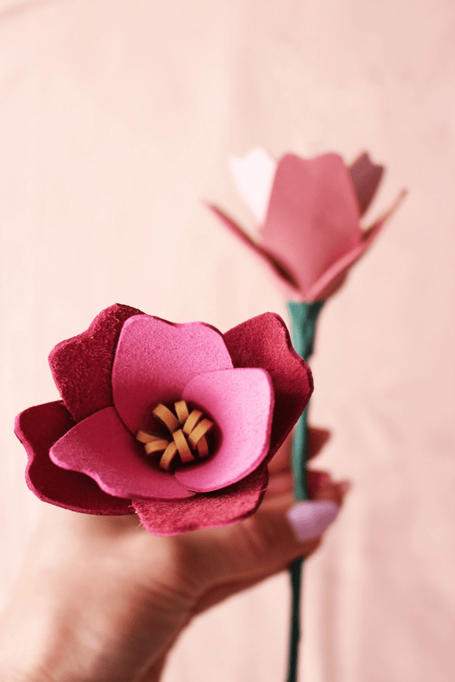 Tulipe