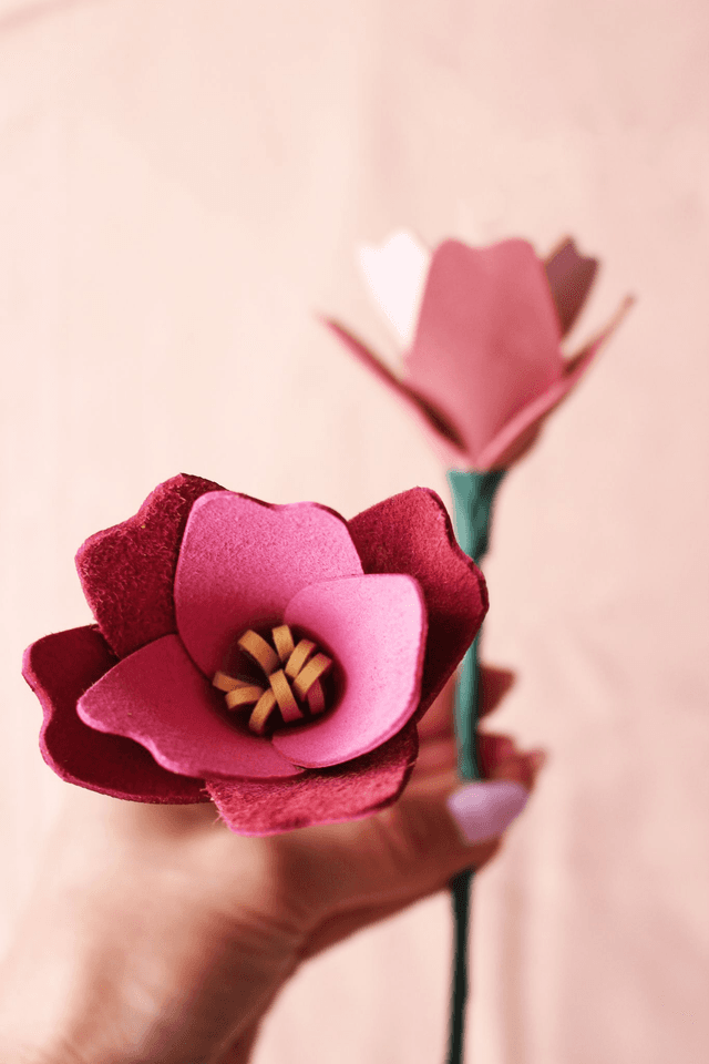 Tulipe